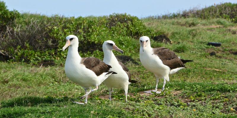 big island birding tour