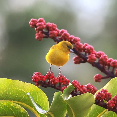 Bird Watching Adventures in Oahu