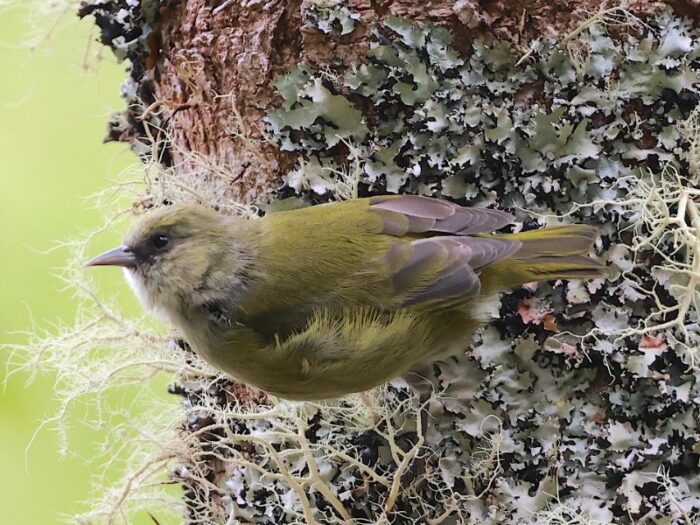 big island birding tour