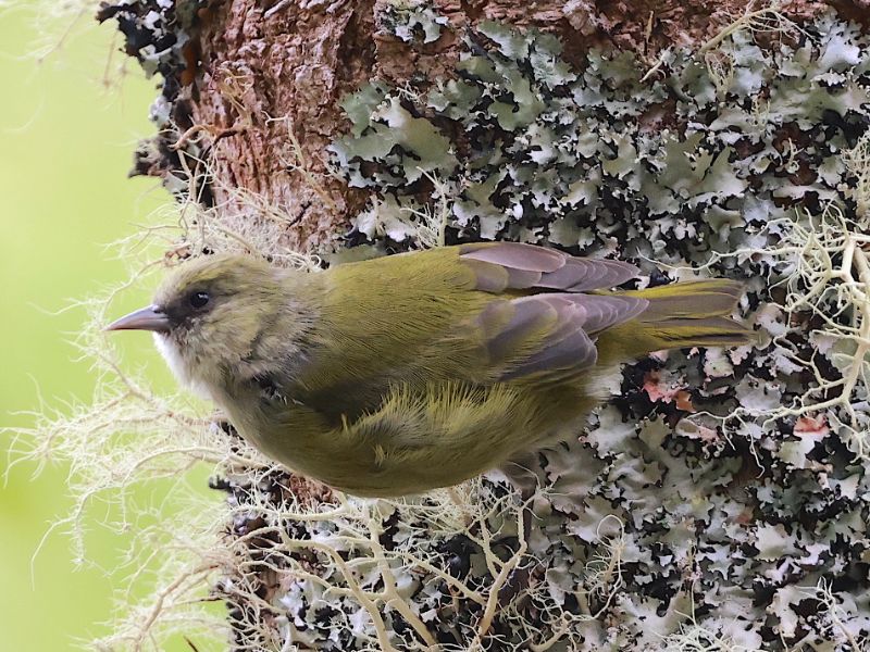 Big Island Endemic Birding Adventure | Hawaii Bird Tours