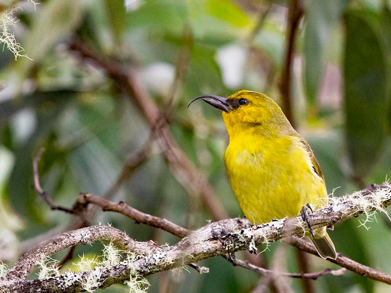 big island birding tour