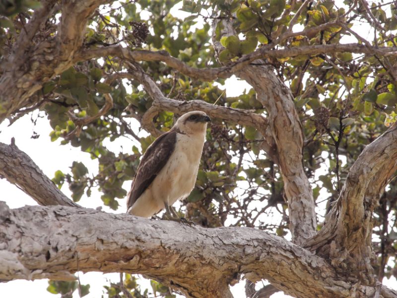 big island birding tour