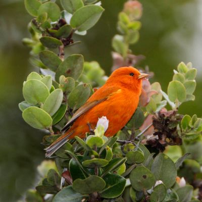 big island birding tour