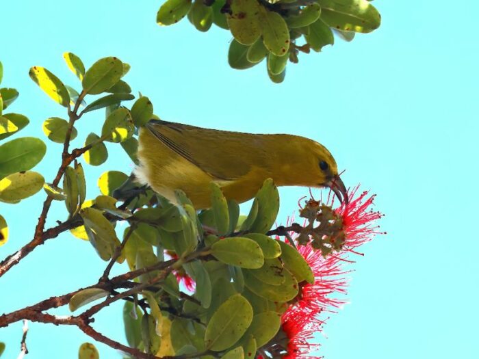 Kauai Endemic Birding Adventure Hawaii Bird Tours