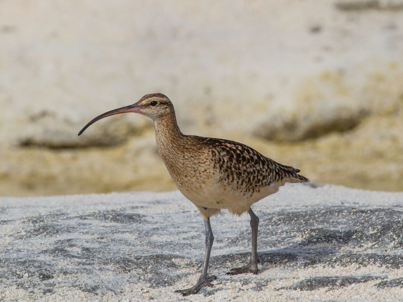 Ultimate Oahu Birding Experience Hawaii Bird Tours
